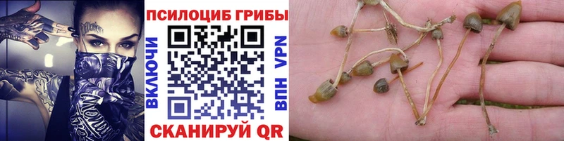 Купить где  Мегион  Галлюциногенные грибы прущие грибы 